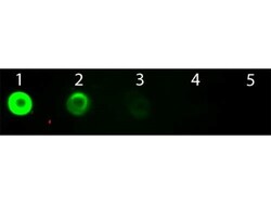 Goat anti-Bovine IgG F(ab')2 Secondary Antibody, FITC, Novus Biologicals™